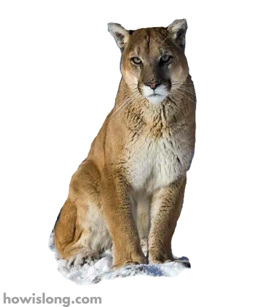 cougar-70-kg