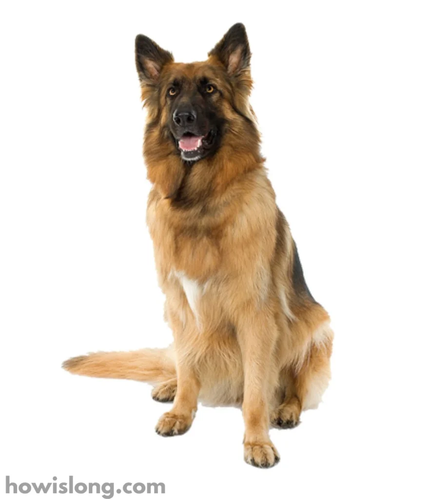 german-shepherd-dog-100-kg