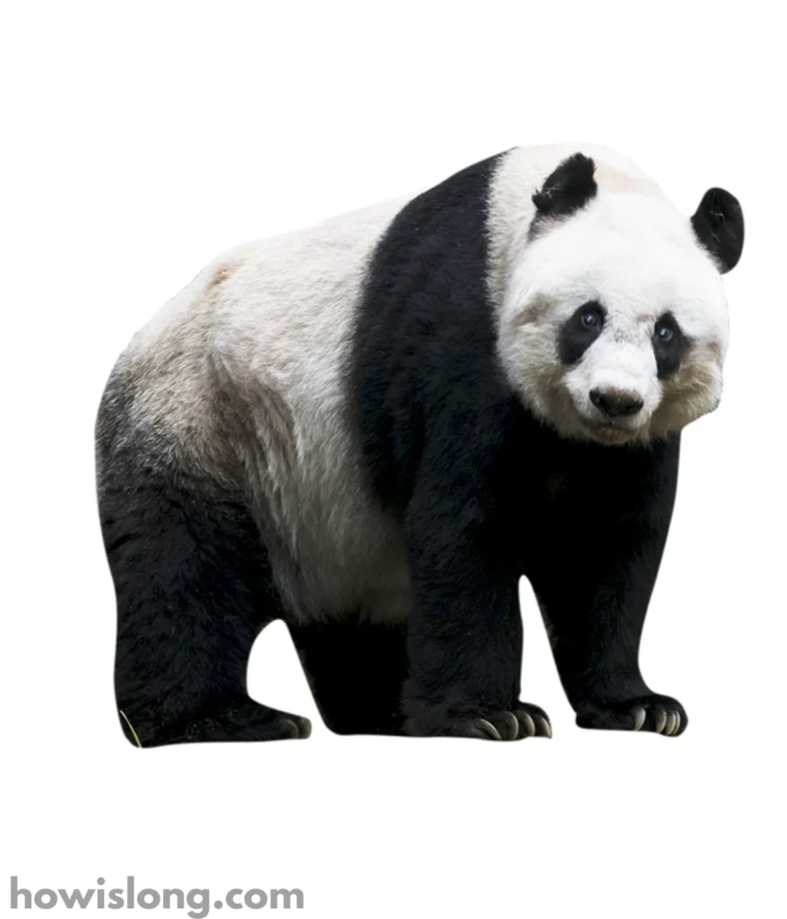 panda-100-kg