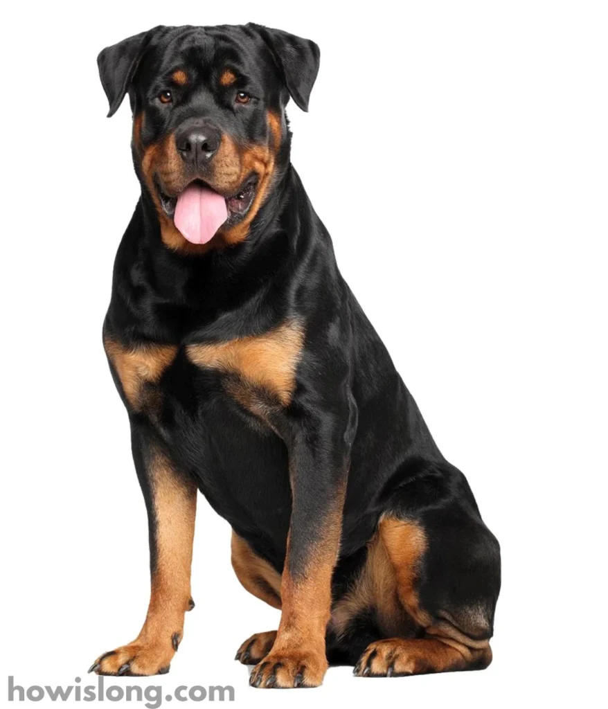 rottweiler-dog-50-kg