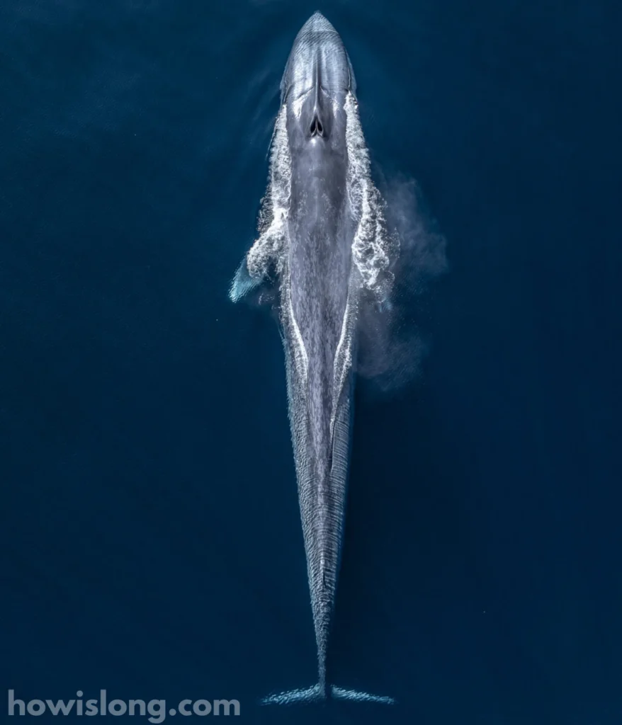 blue-whale-300-feet