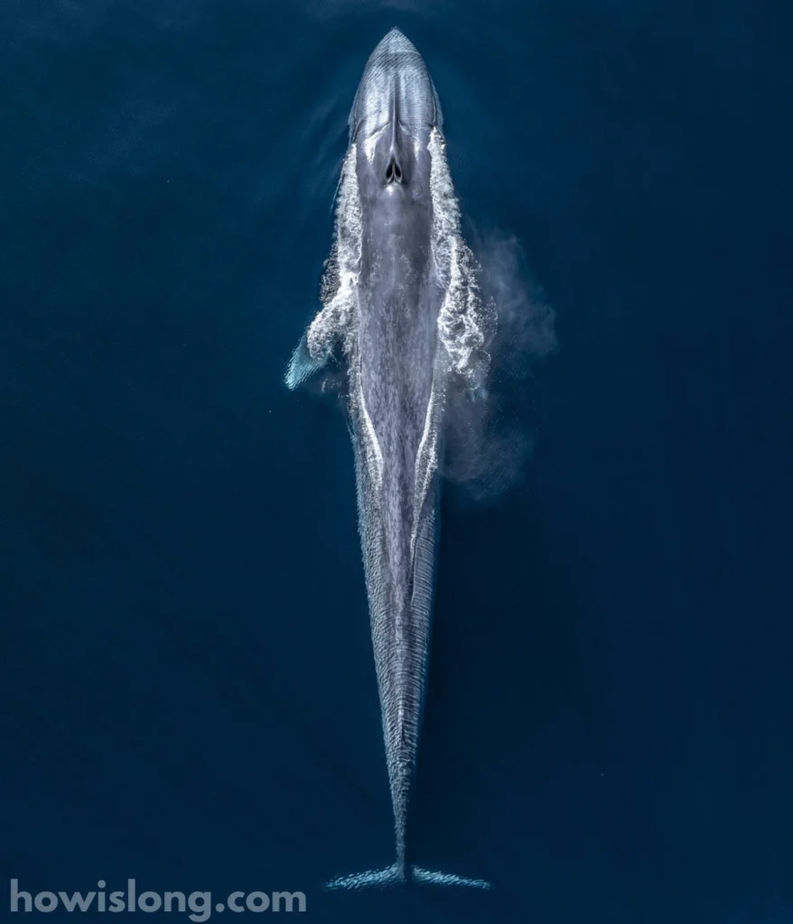 blue-whale-80-feet