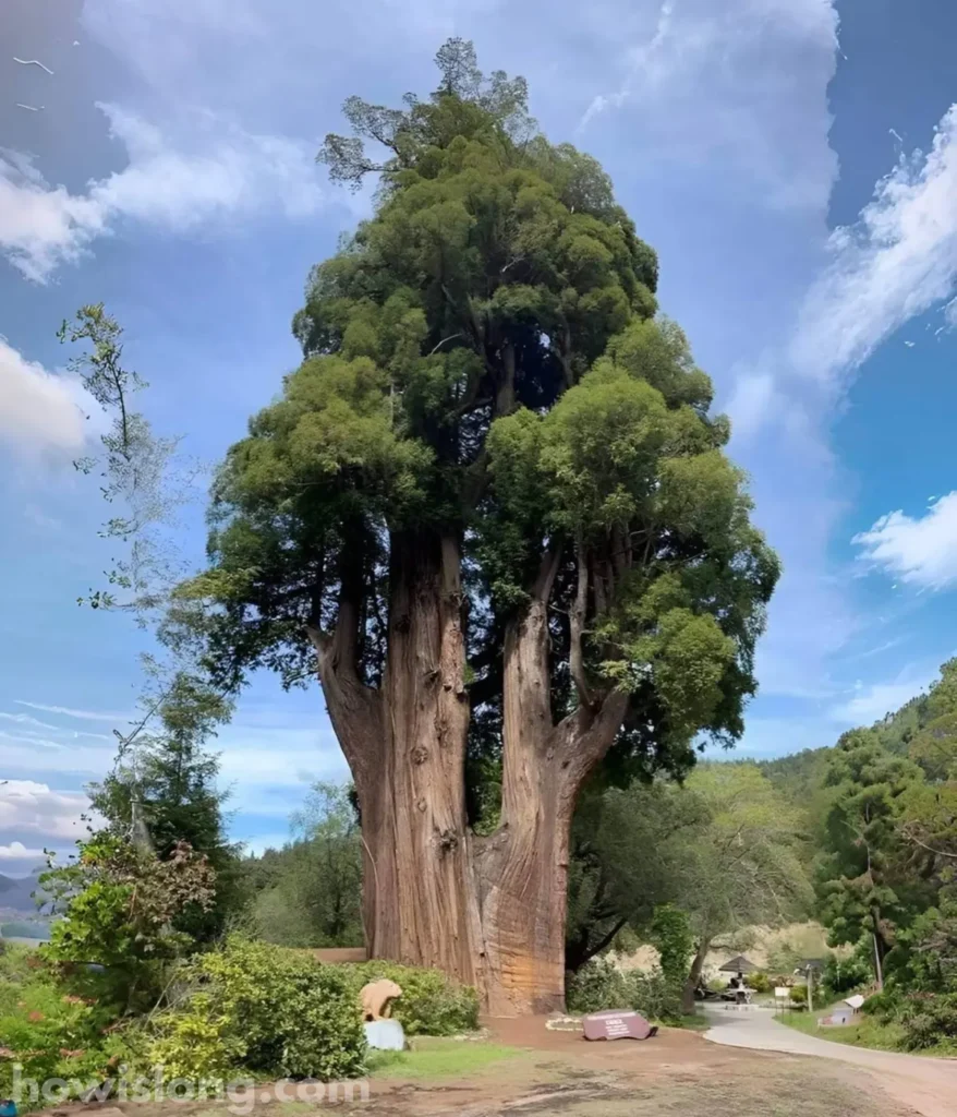 coastal-redwood-tree-300-feet