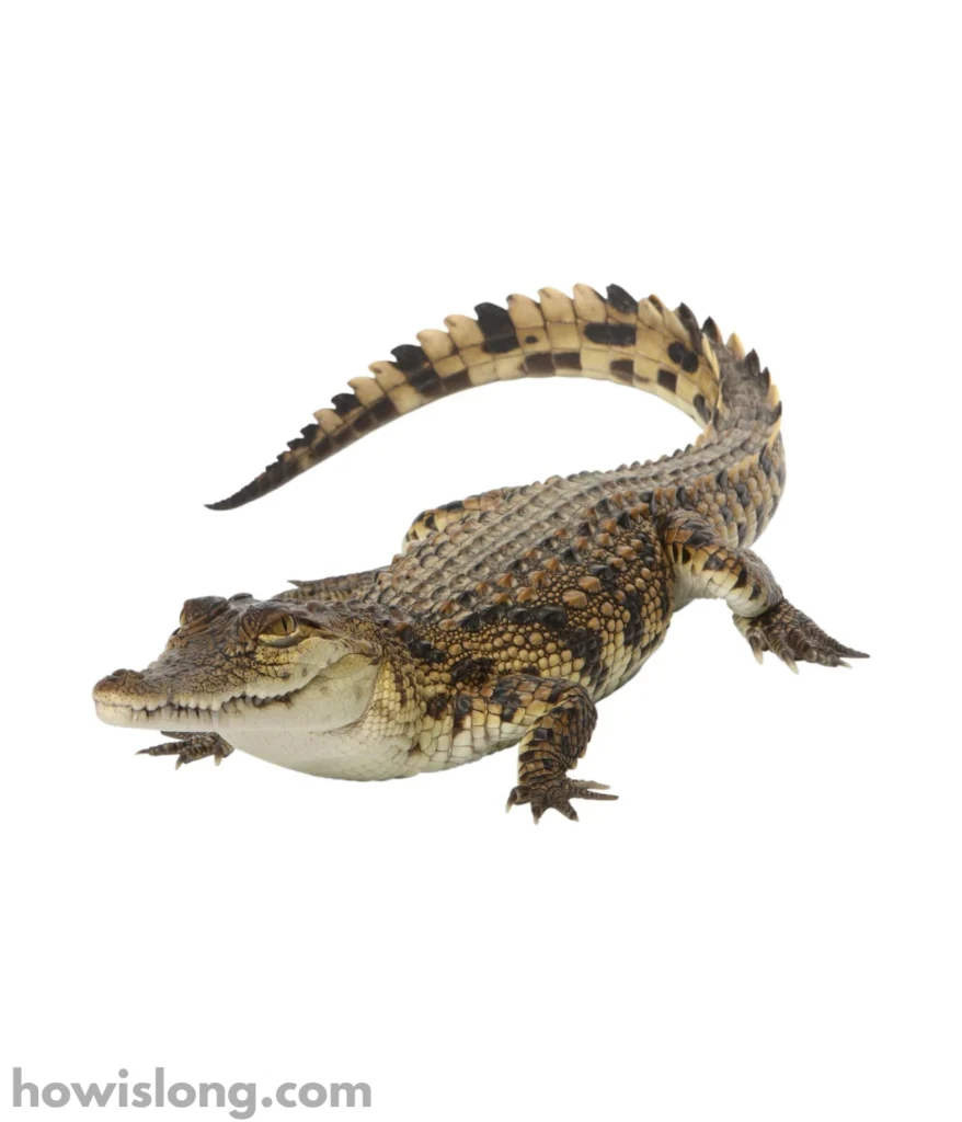 crocodile-15-feet