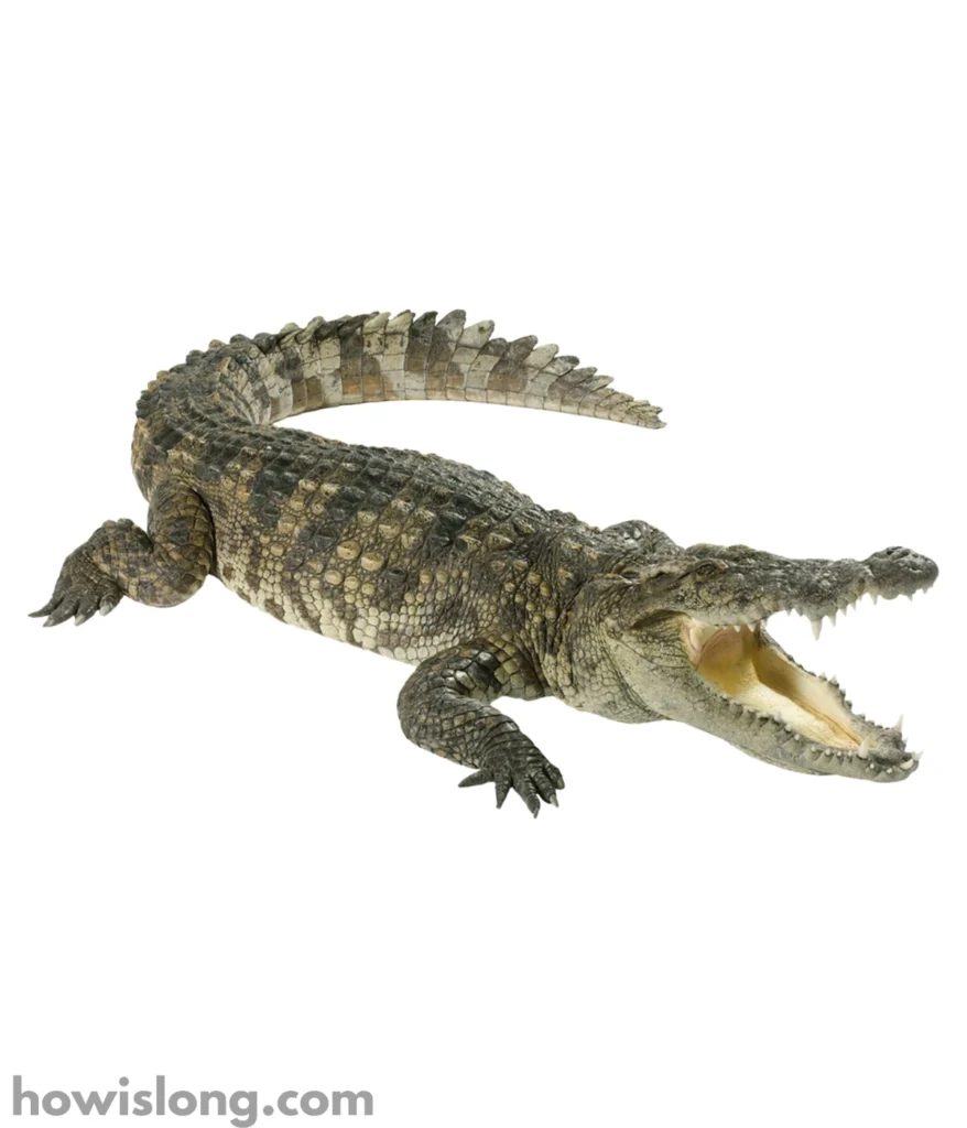 crocodile-20-feet