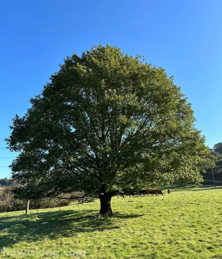 oak-tree-100-feet