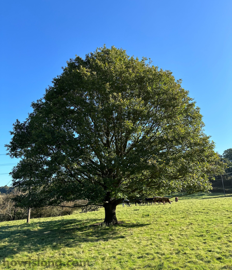 oak-tree-80-feet