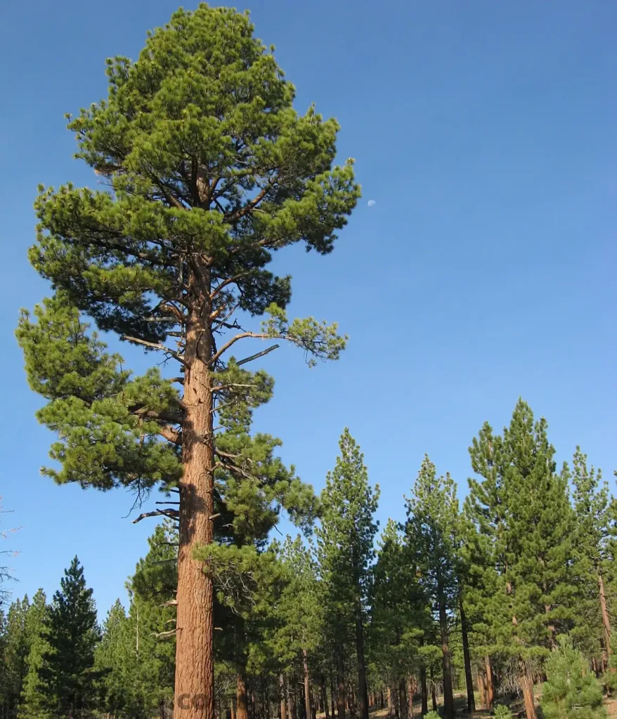 pine-tree-80-feet