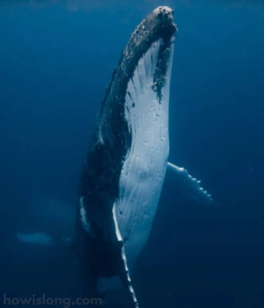 whale-50-feet