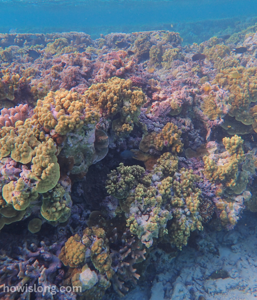 barrier-reef-100-km