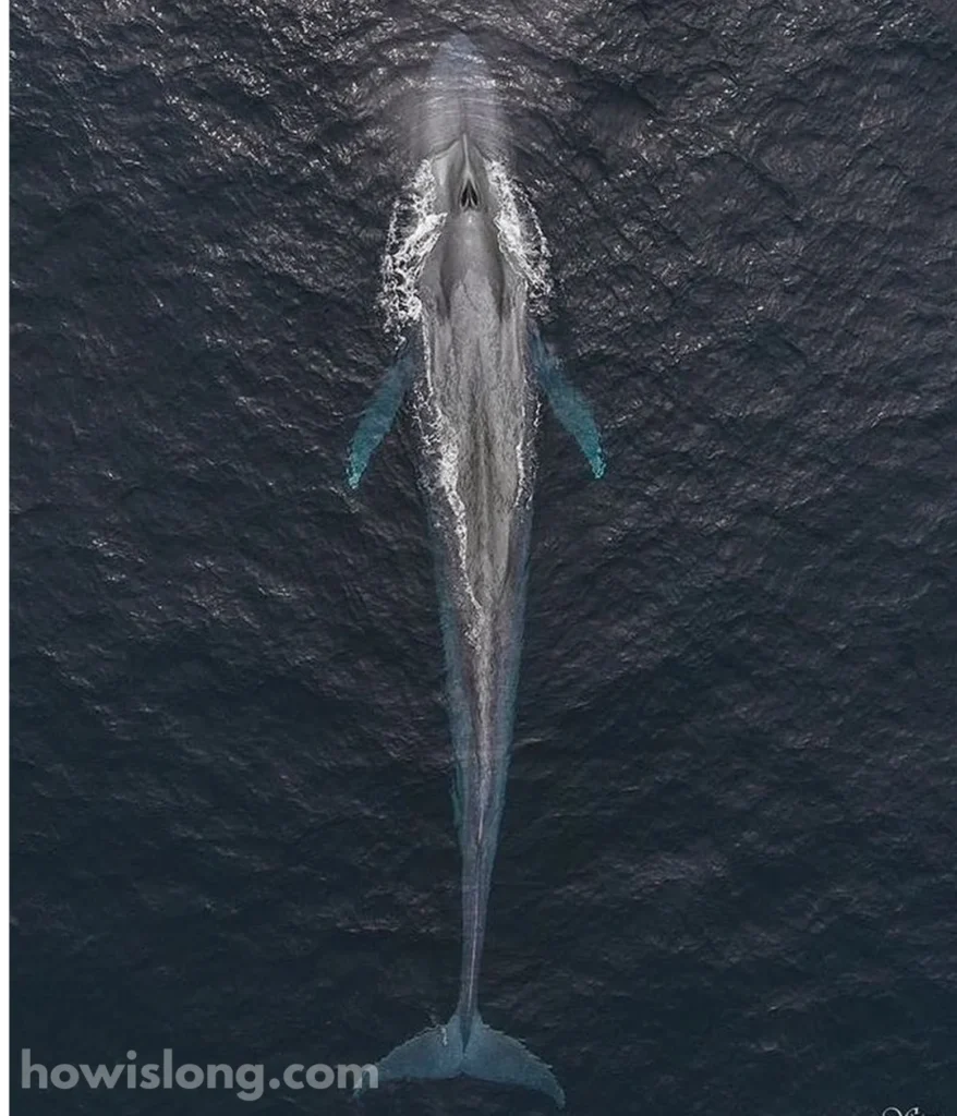 blue-whale-20-meters