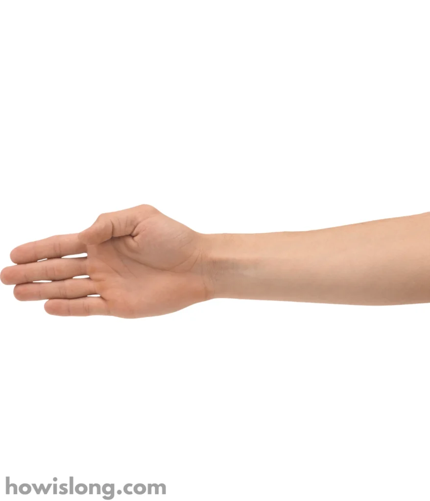 forearm-40-cm