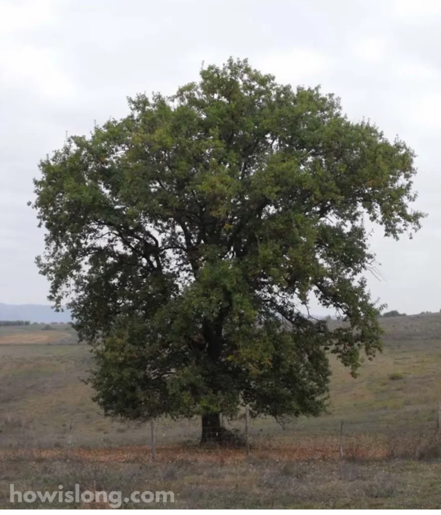 oak-tree-20-meters
