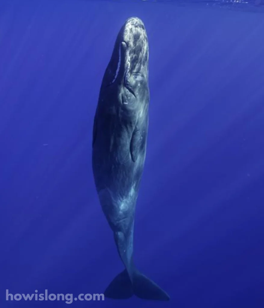 sperm-whale-20-meters